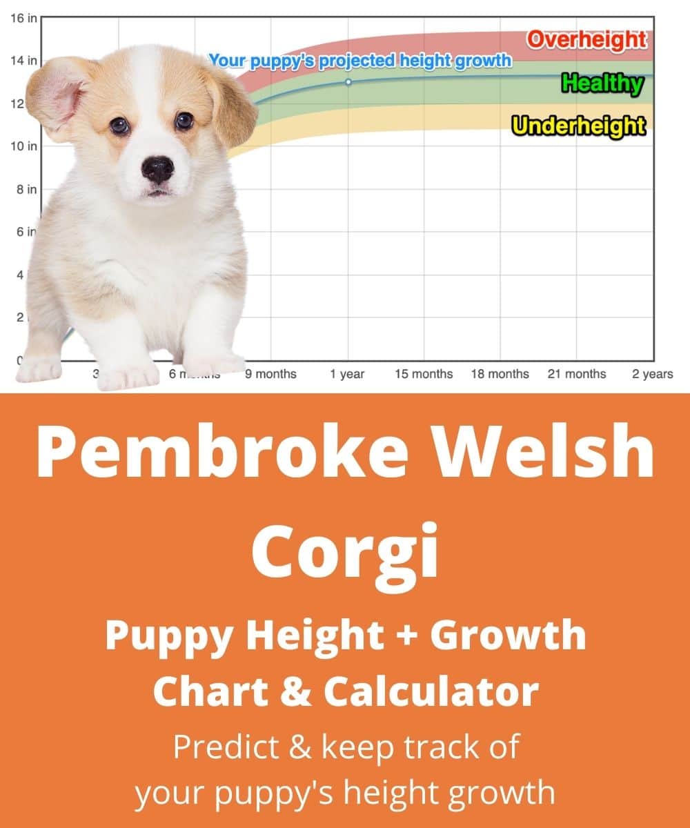 pembroke-welsh-corgi Puppy height Growth Chart